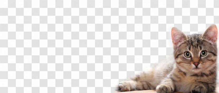 Kitten Cat Desktop Wallpaper Ultra-high-definition Television - Funny Cats Transparent PNG