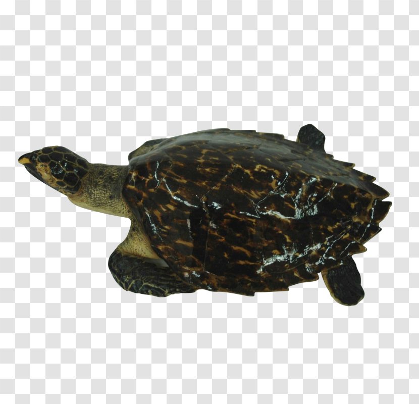 Box Turtle Common Snapping Loggerhead Sea Tortoise - Terrestrial Animal - European Decorative Transparent PNG