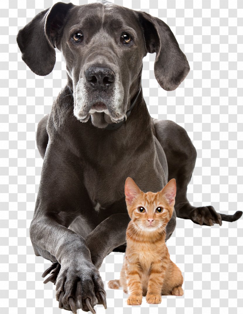 Dog–cat Relationship Puppy Presa Canario Staffordshire Bull Terrier - Cat Play And Toys Transparent PNG