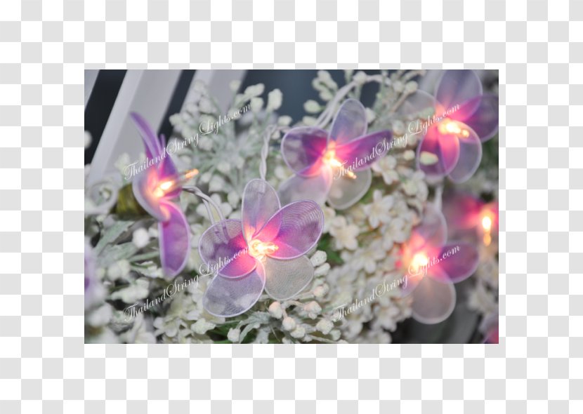 Flowering Plant - Violet - Pink Transparent PNG