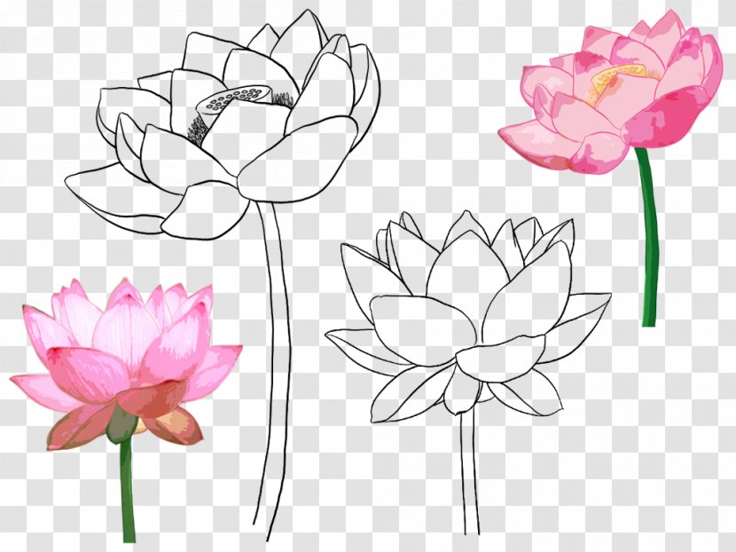 Floral Design Croquis Illustration - Petal - Hand-painted Lotus Transparent PNG