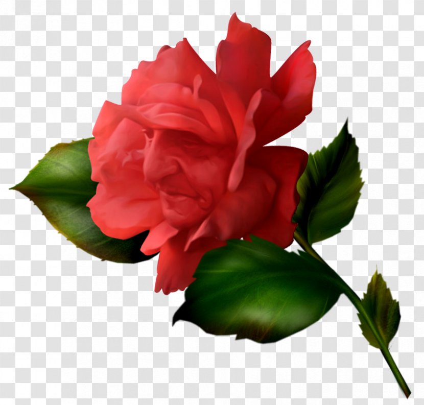 Snow White Garden Roses Centifolia Beach Rose Flower - Petal - Fairy Tale Transparent PNG
