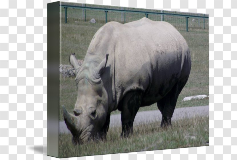 Rhinoceros Cattle Horn Grazing Mammal - Rino Transparent PNG