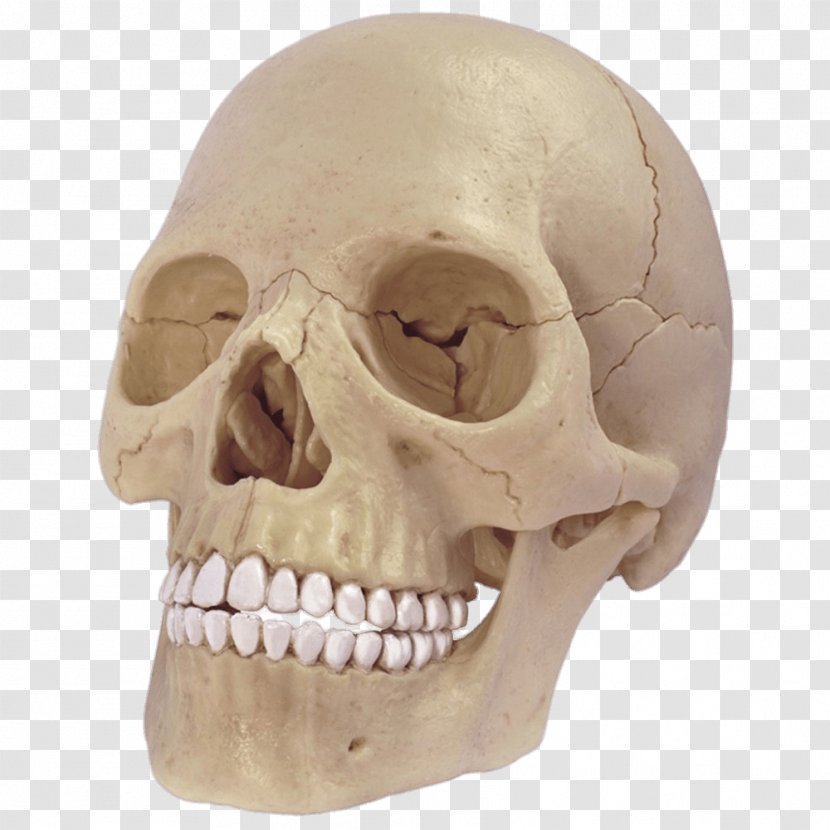 Skull Anatomy Human Body Skeleton Head Transparent PNG