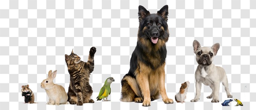 Dog Pet Sitting Cat Shop Transparent PNG