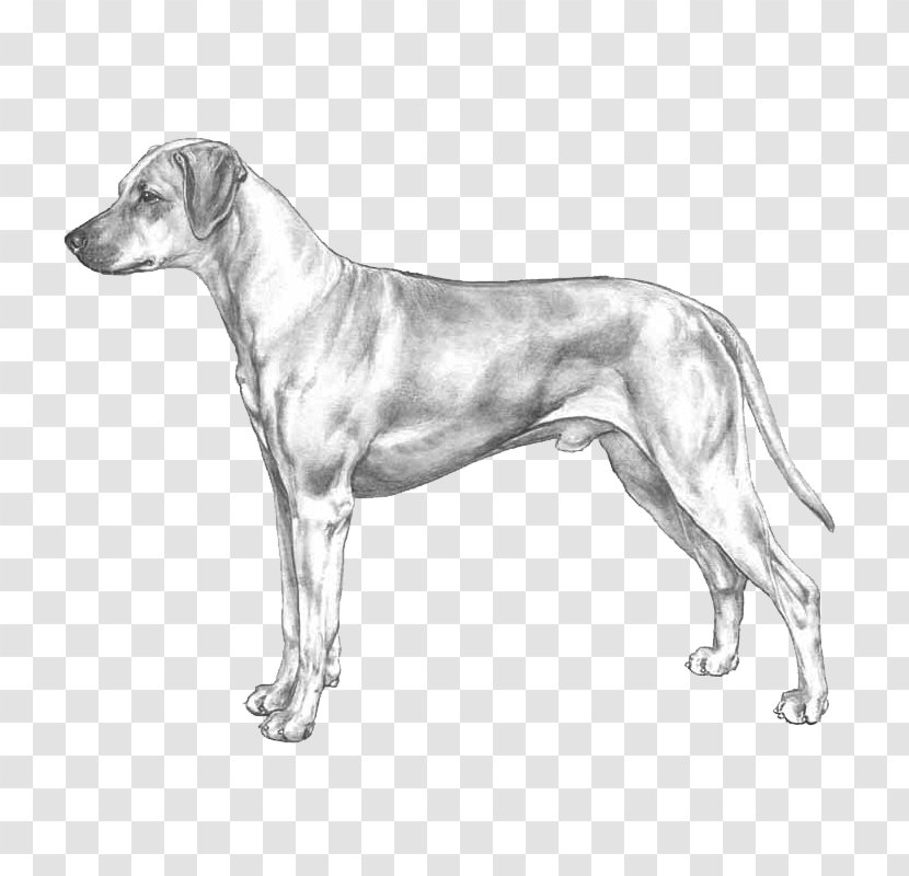 Dog Breed Rhodesian Ridgeback Ariegeois Basset Bleu De Gascogne Retriever - Cartoon Transparent PNG