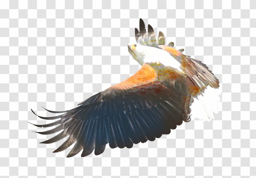 Sea Bird - Feather - Eagle Vulture Transparent PNG
