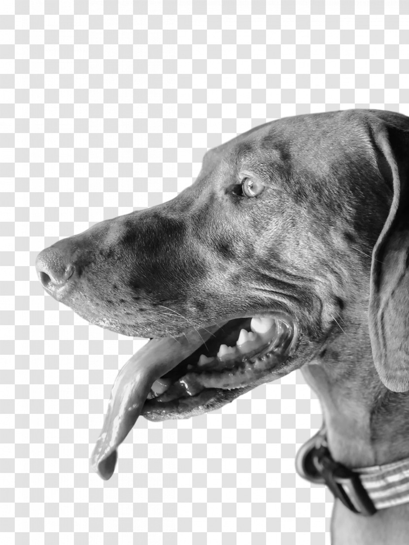 Weimaraner Snout Dog Collar Head Transparent PNG