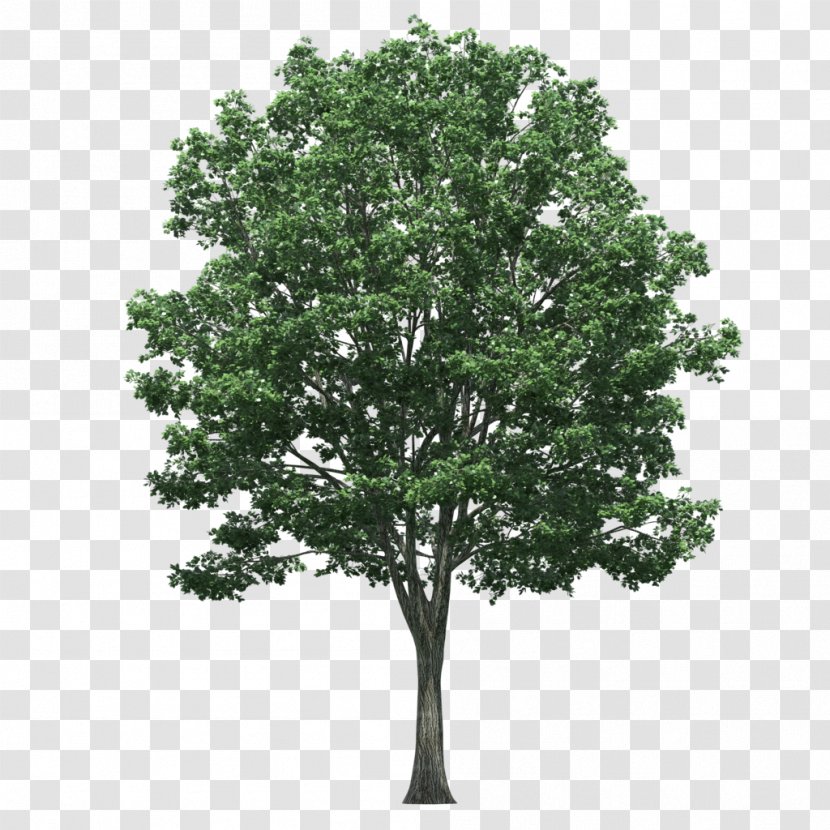 Populus Nigra Tree - Oak - Plan Transparent PNG