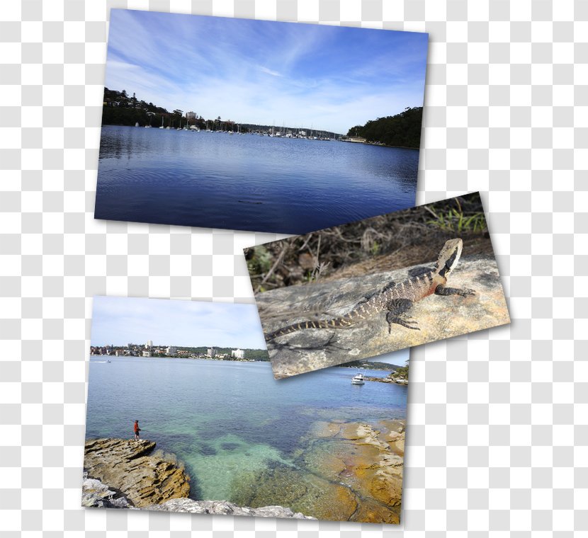 Manly Sydney City Airplane Water Resources - Walkway Transparent PNG