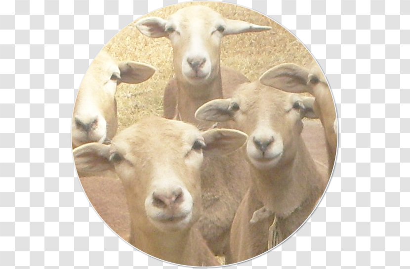 Goat Dorper Pelibuey Sheep Santa Inês Caprinae - Herding Transparent PNG