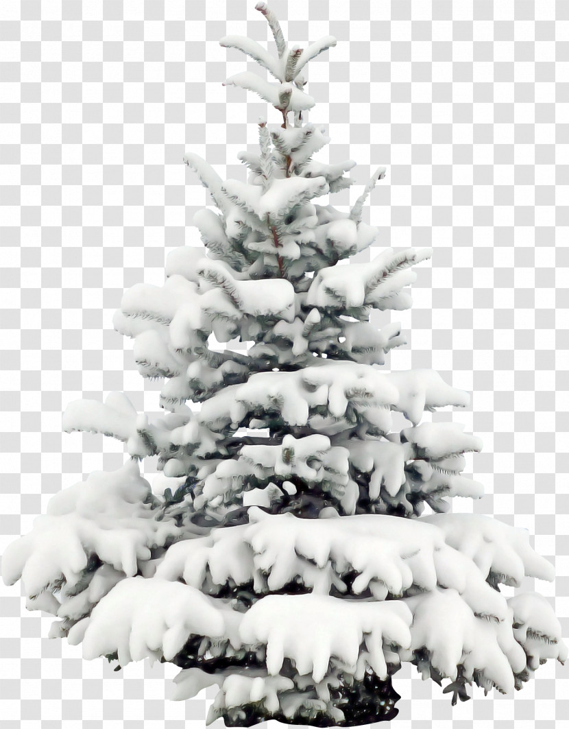 Christmas Tree Transparent PNG