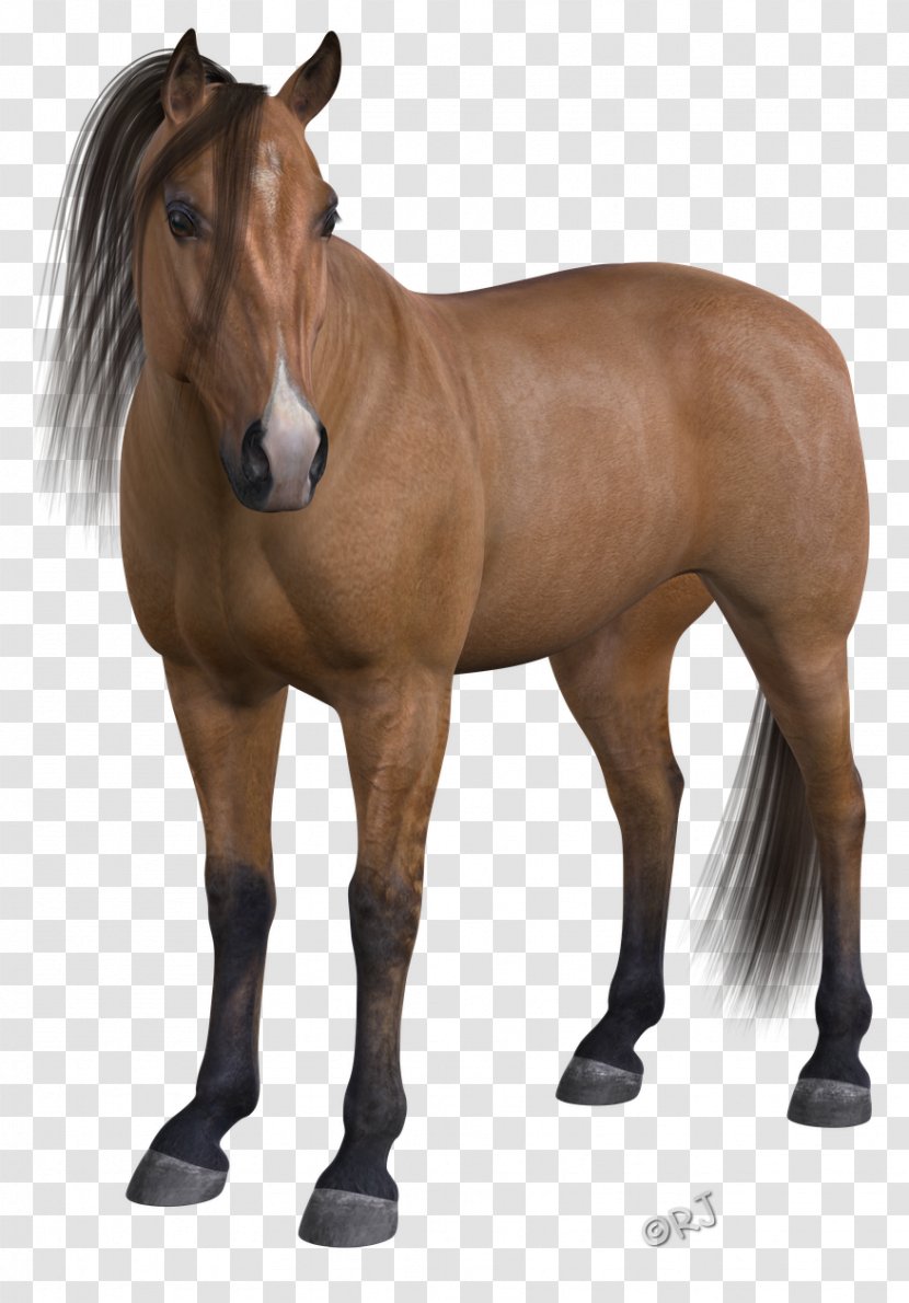 Mane Mustang Stallion Foal Mare - Horse Like Mammal Transparent PNG