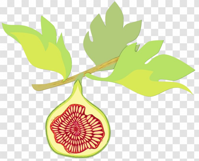 Fig Tree - Fruit - Vegetarian Food Common Transparent PNG