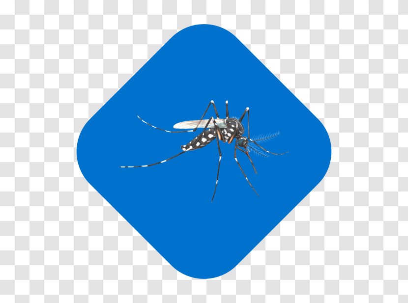 Mosquito Insect Line Microsoft Azure - Organism Transparent PNG