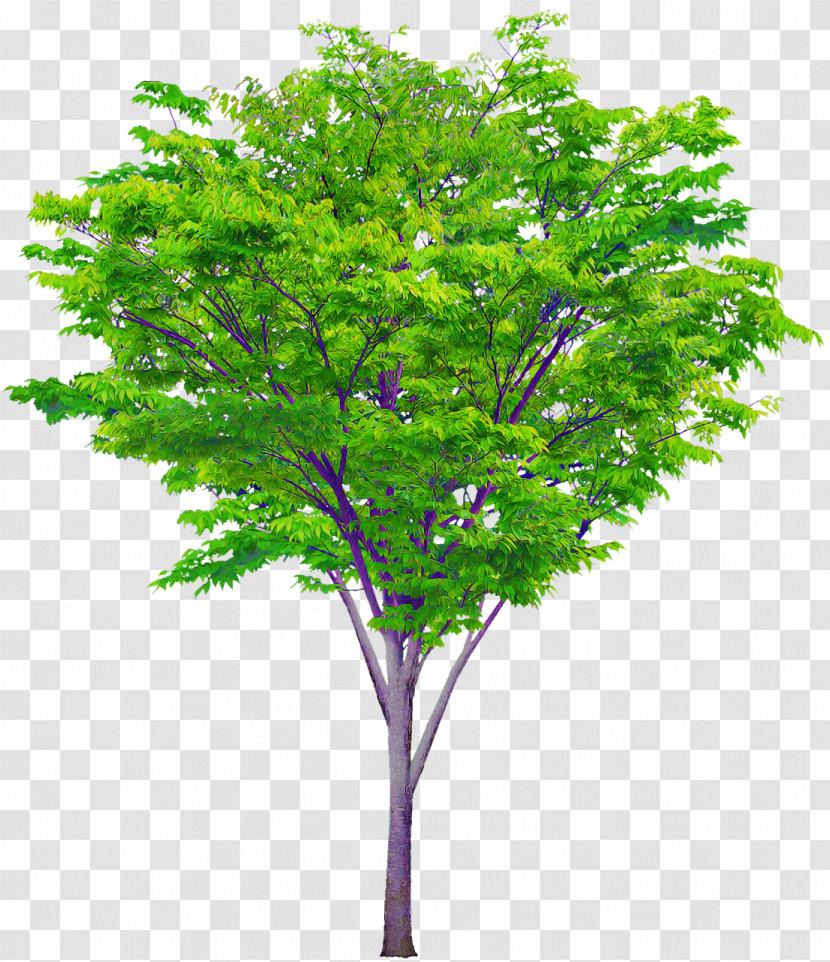 Tree Shrub Judas-tree Oak Branch Transparent PNG