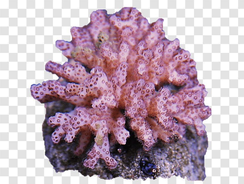 Coral Reef Pocillopora Invertebrate Clavarioid Fungi - Anemone - Cauliflower Transparent PNG