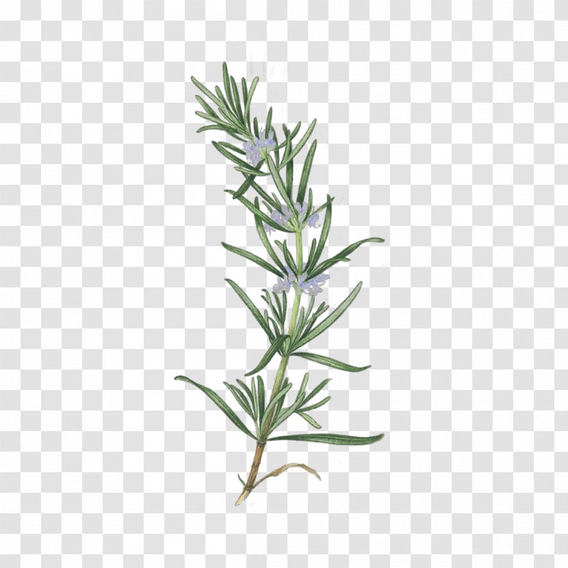 Rosemary - Leaf - Plant Stem Herb Transparent PNG
