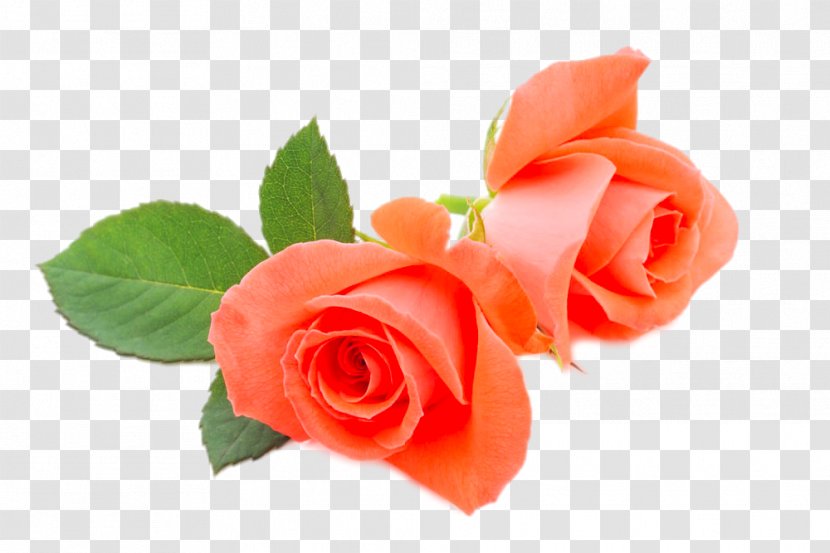 Beach Rose Flower Orange - Rosa Centifolia - Pink Transparent PNG