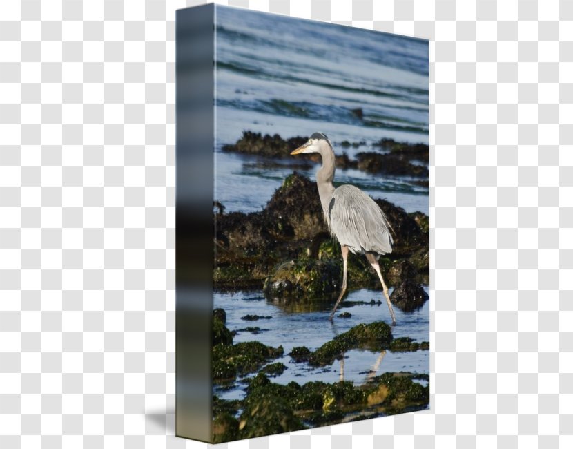 Heron Crane Seabird Beak - Blue Transparent PNG