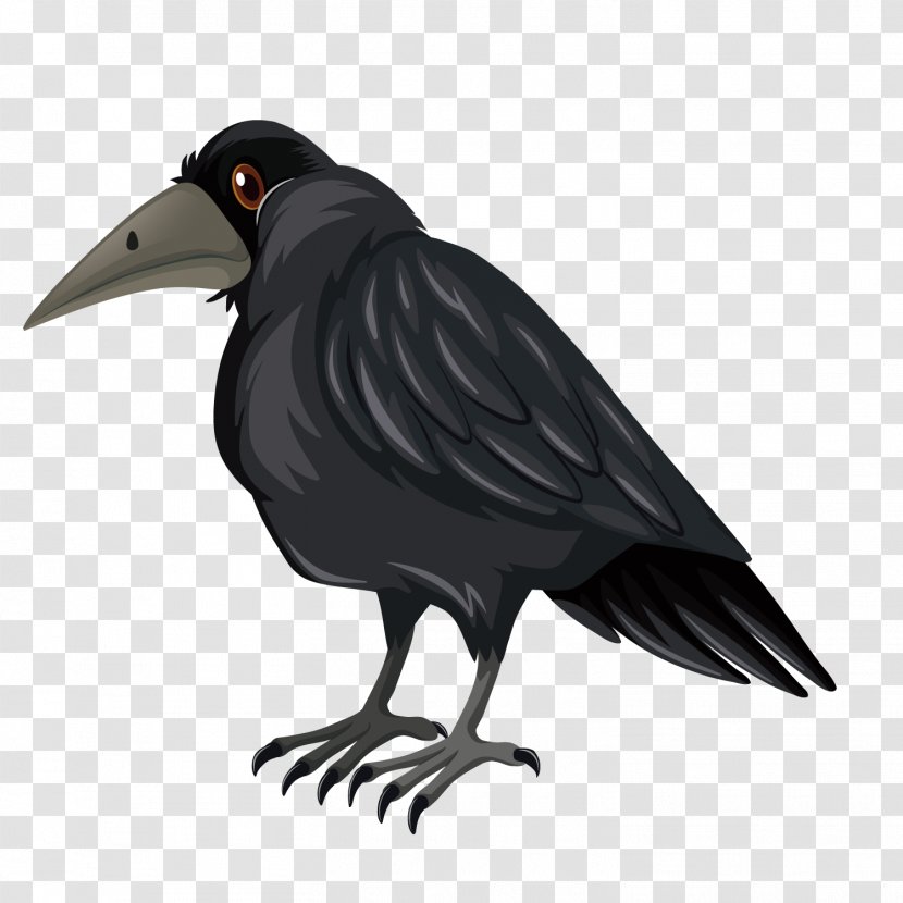 Bird Crows Crane Illustration - Beak - Vector Black Raven Transparent PNG