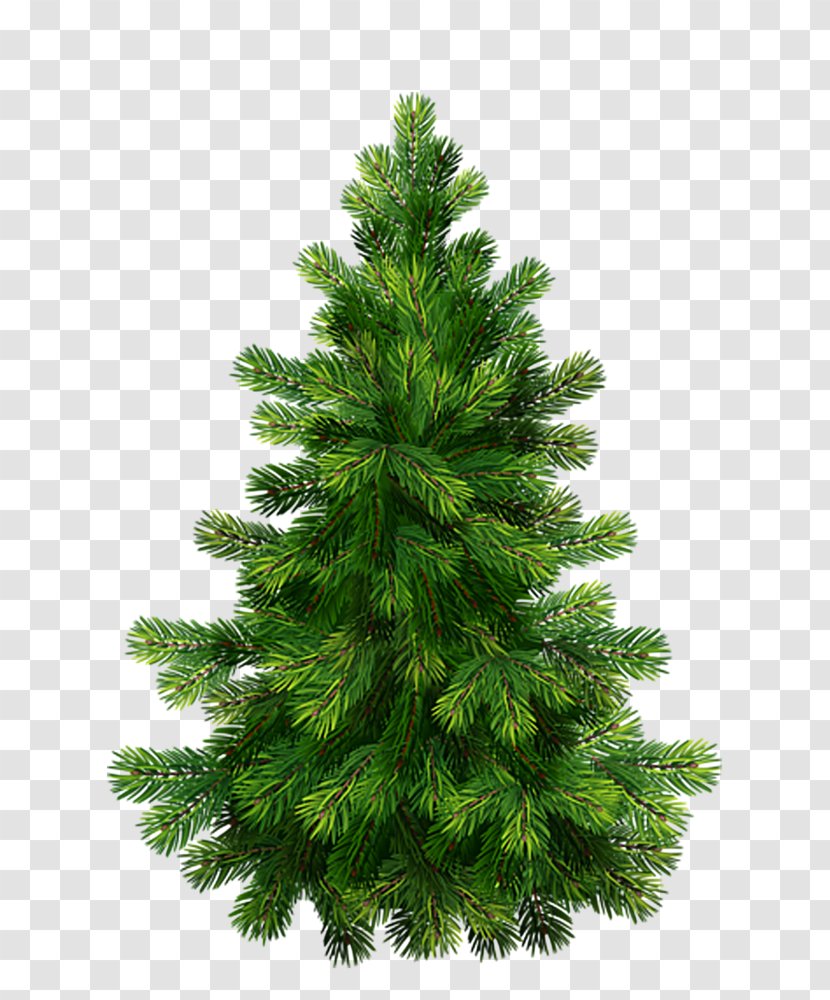 Pine Christmas Graphics Clip Art Tree - Norway Spruce Transparent PNG