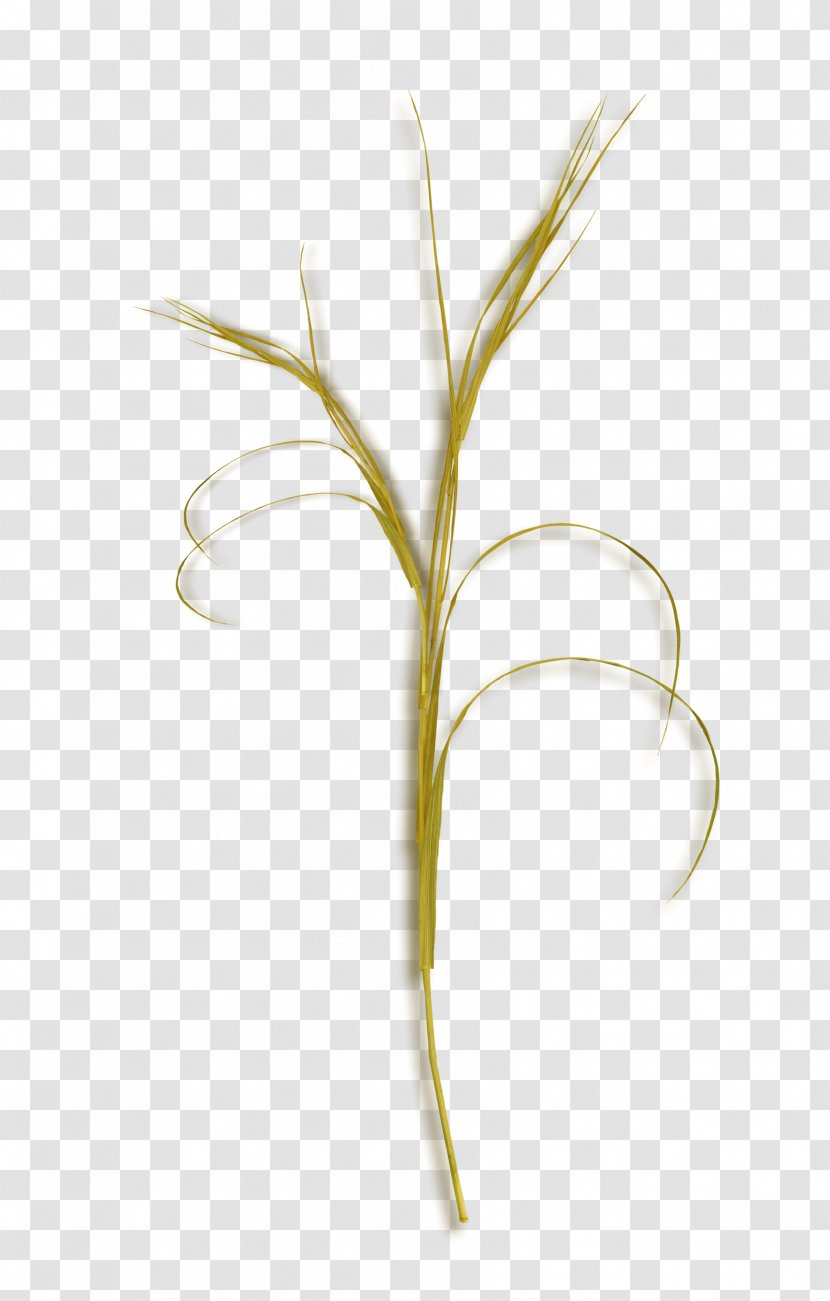 Yellow Petal Font - Twig - Brown Grass Transparent PNG