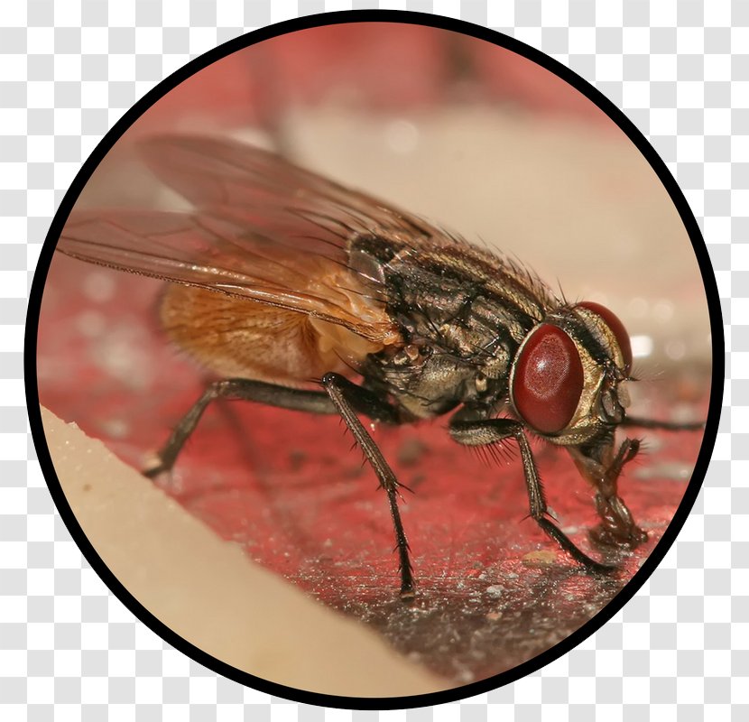 Insect Housefly Pest Control Transparent PNG