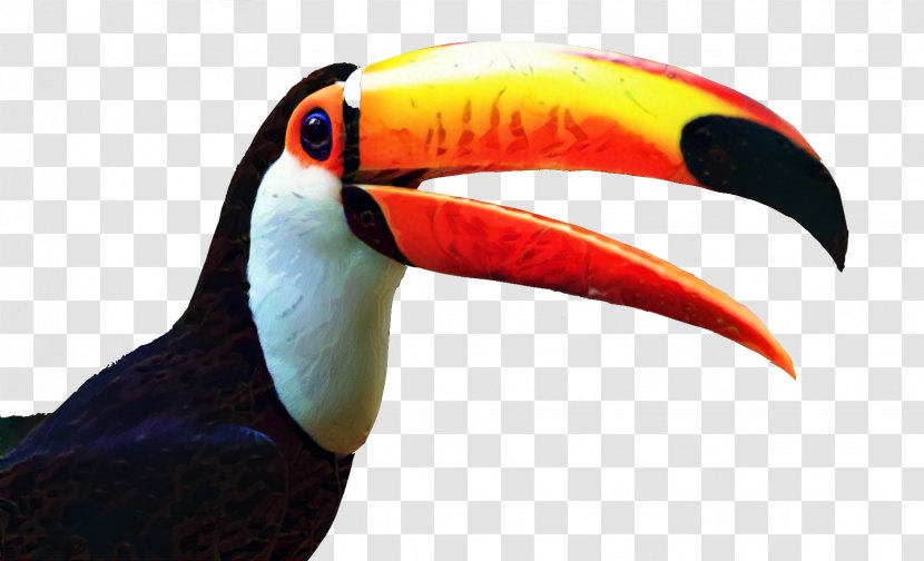 Toco Toucan Clip Art Bird - Piciformes - Drawing Transparent PNG