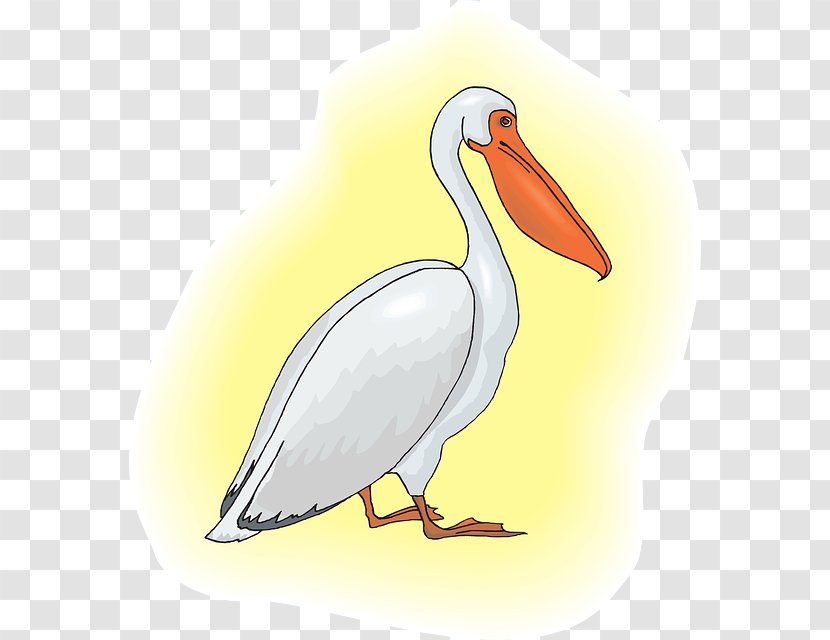 Pelican Clip Art - Water Bird - Beak Transparent PNG
