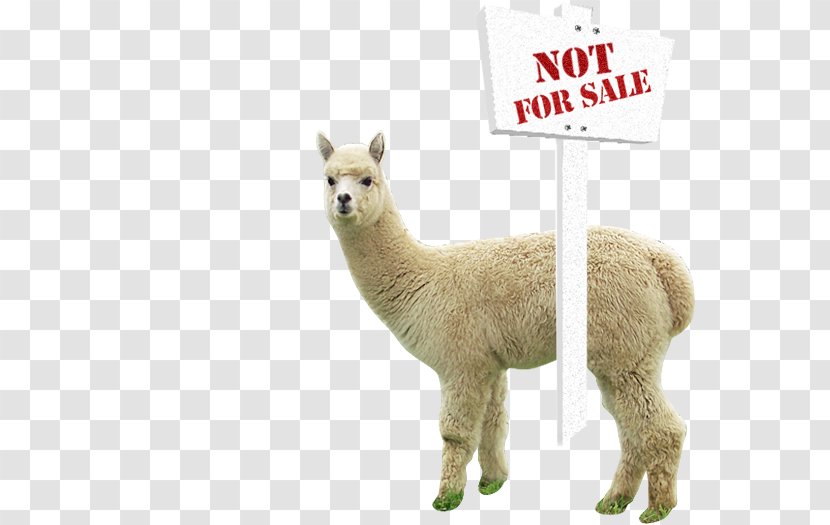 Alpaca Farm Vicuña Llama Granary - Definition Transparent PNG