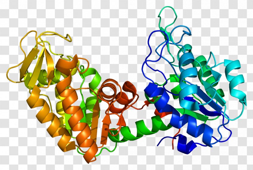 PGK1 Protein Phosphoglycerate Kinase Gene Enzyme - Watercolor - Flower Transparent PNG