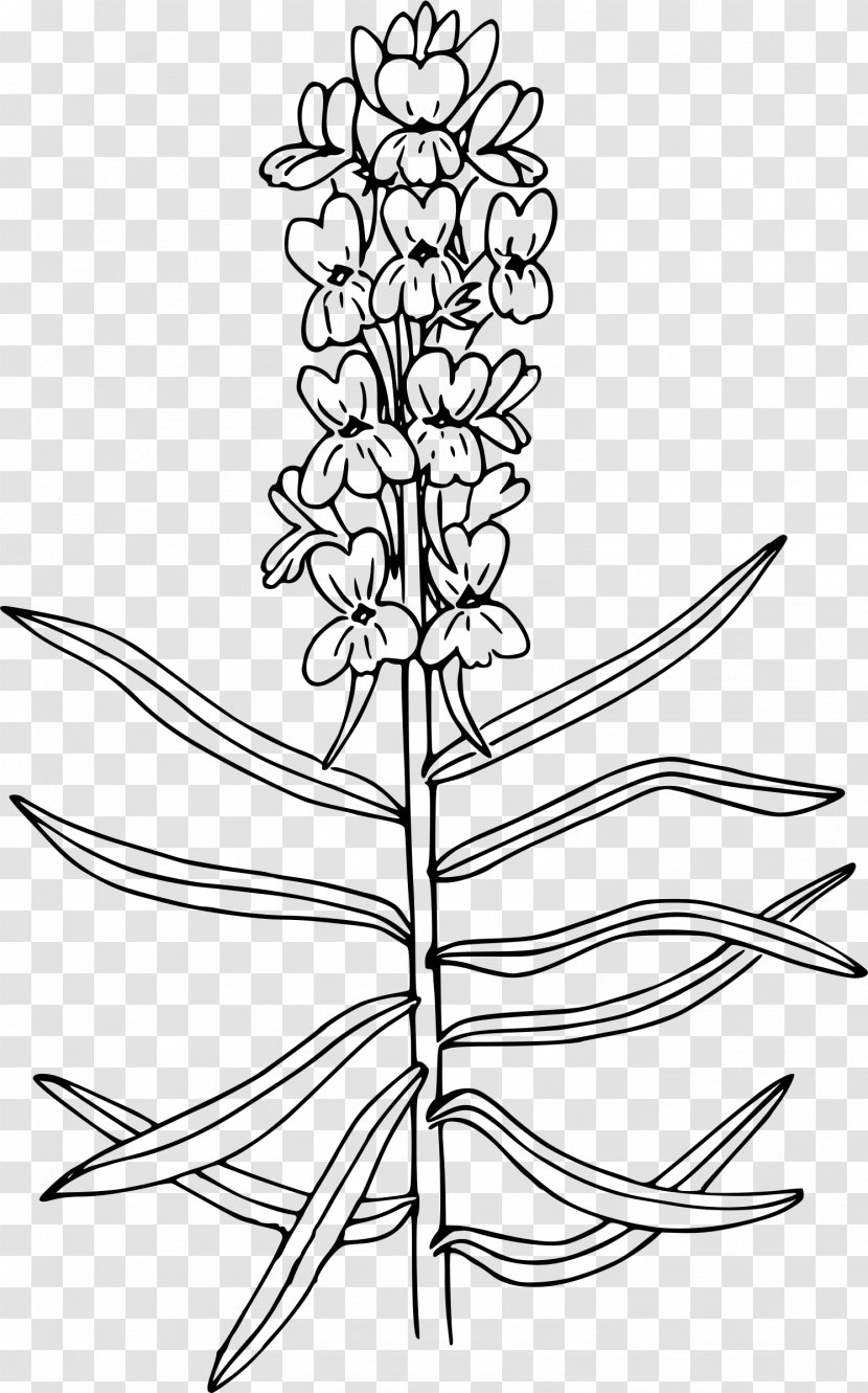 Wildflower Coloring Book Drawing Antirrhinum Majus - Monochrome - Croissant Transparent PNG