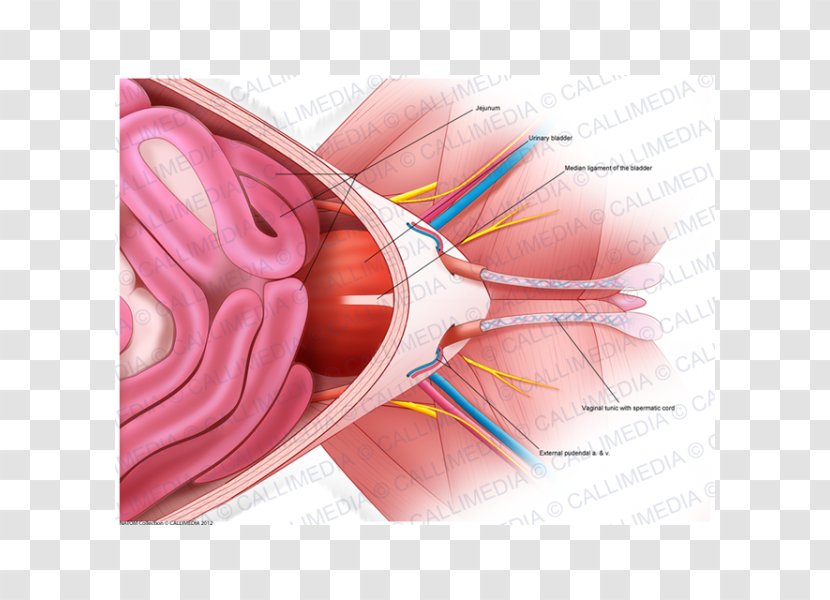 Pelvis Ventraal Anatomy Nerve Abdomen - Watercolor - Pelvic Transparent PNG