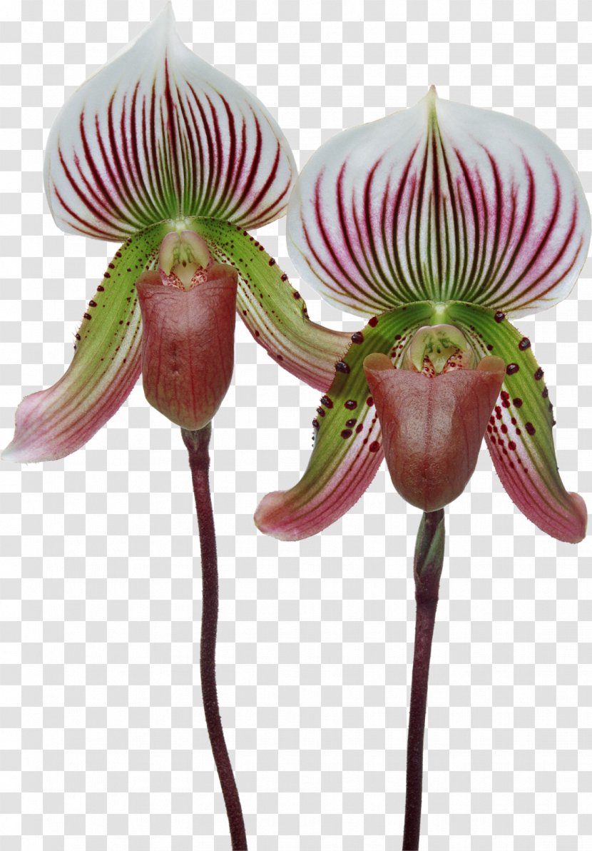 Singapore Orchid Cypripedium Formosanum Moth Orchids Paphiopedilum Plant Transparent PNG