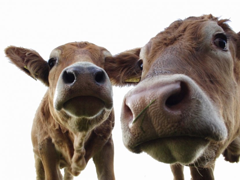 Milk Holstein Friesian Cattle Goat Dairy Sheep - Mammal Transparent PNG
