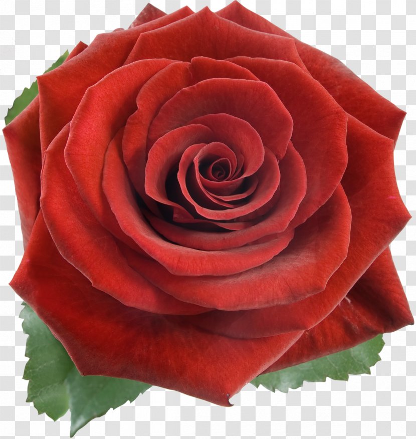 Rose Stock Photography Red Flower - Floribunda - White Roses Transparent PNG