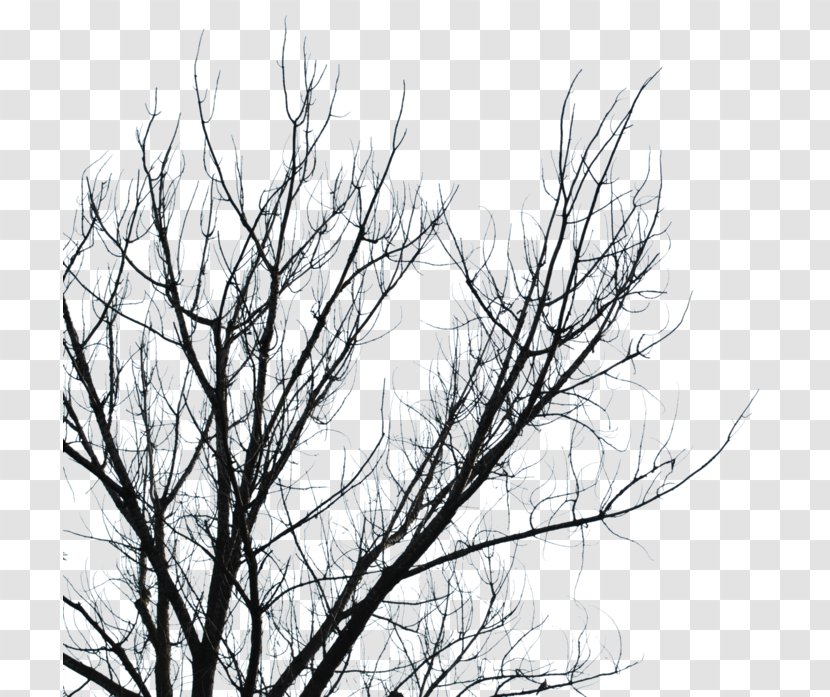 Branch Tree Black And White - Photography Transparent PNG