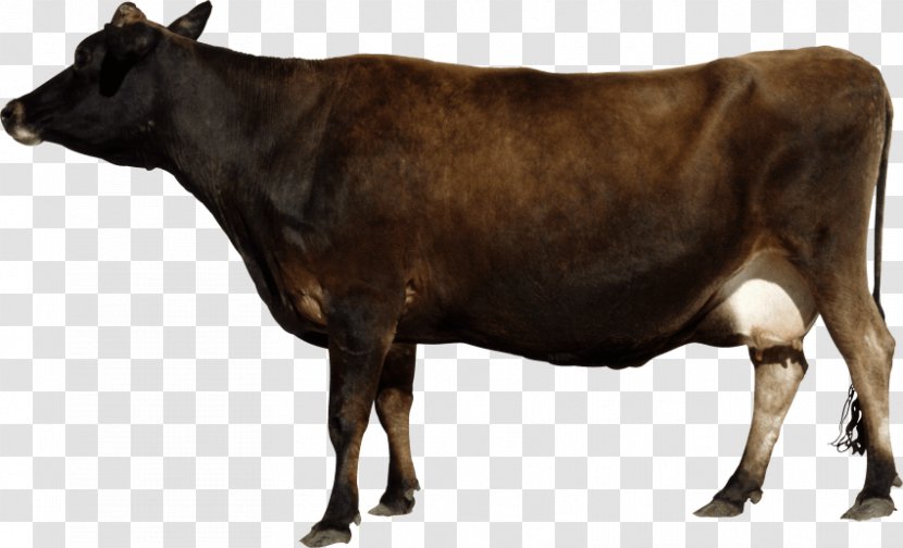 Beef Cattle White Park Holstein Friesian Transparency - Ox Transparent PNG