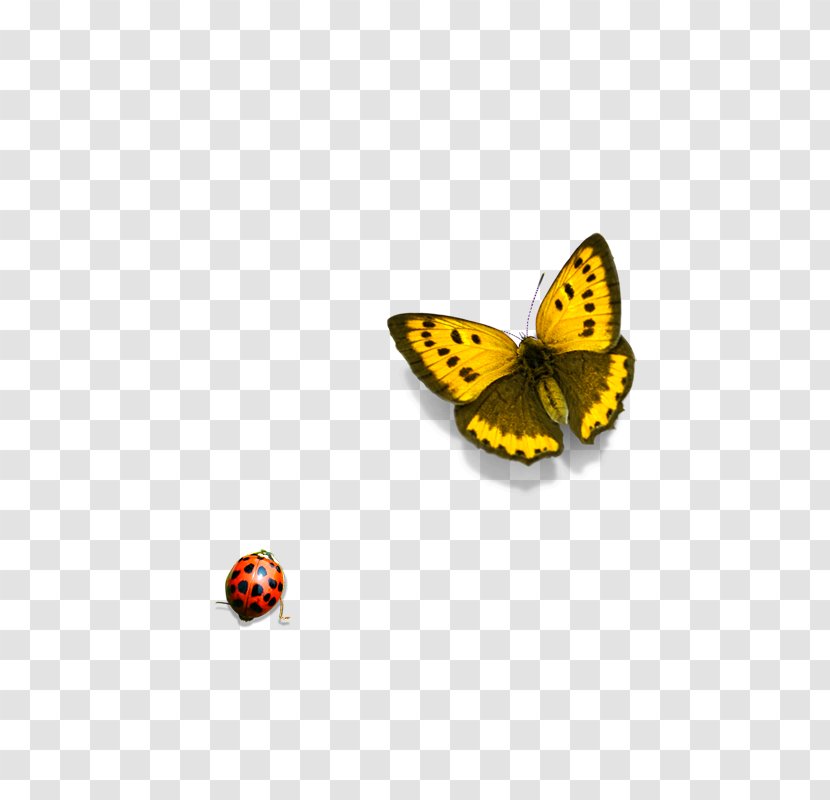 Monarch Butterfly Icon - Yellow Transparent PNG