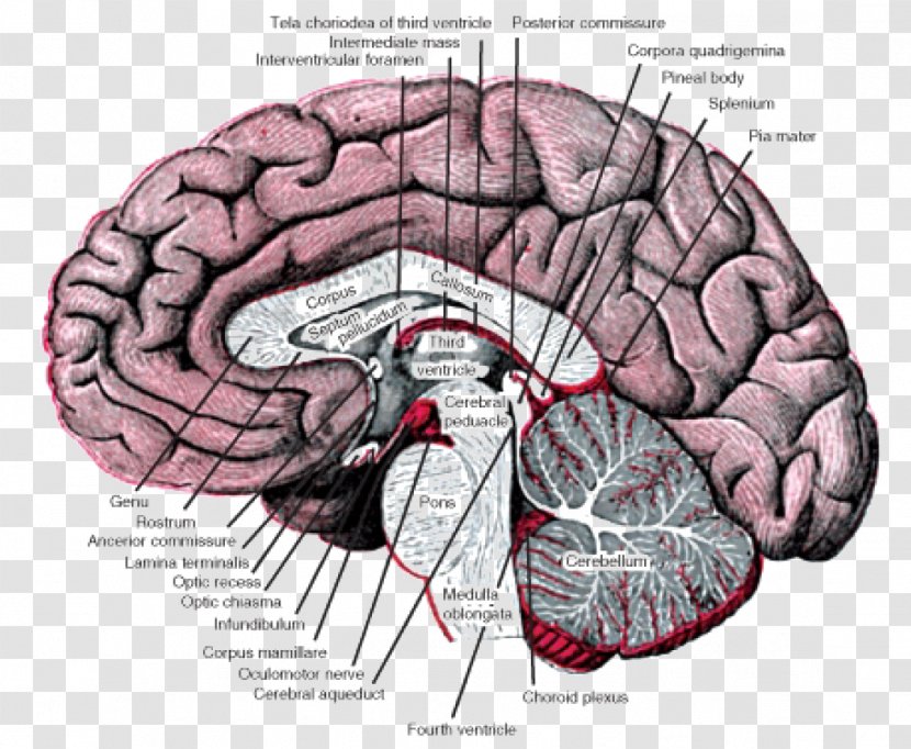 Basal Ganglia Nucleus Forebrain Anatomy - Tree - Nervous System Transparent PNG