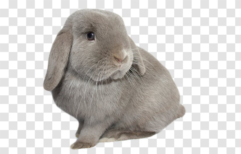 Domestic Rabbit Hare Whiskers Fur - Rabits And Hares Transparent PNG