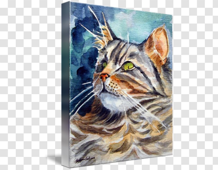Tabby Cat Whiskers Maine Coon Kitten - Raccoon Transparent PNG
