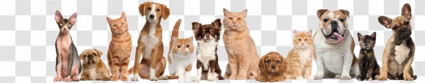 Cat Dog Ferret Veterinarian Pet - Veterinary Medicine Transparent PNG