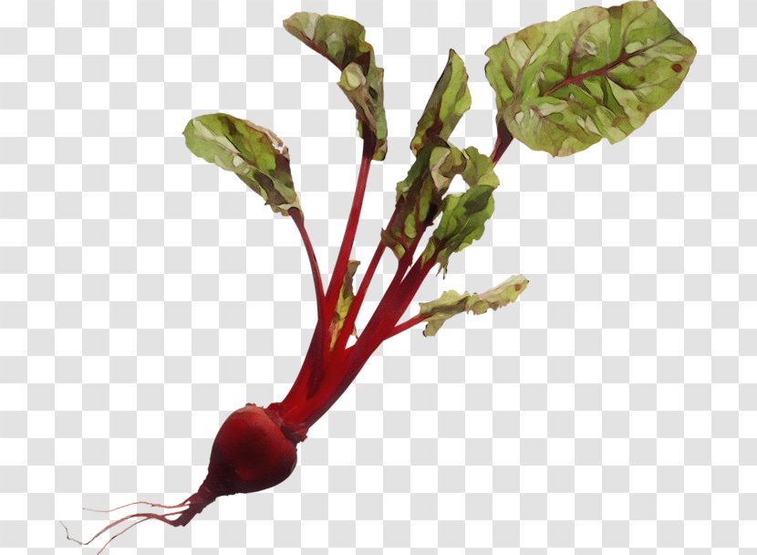 Beetroot Beet Greens Flower Plant - Leaf Vegetable Transparent PNG