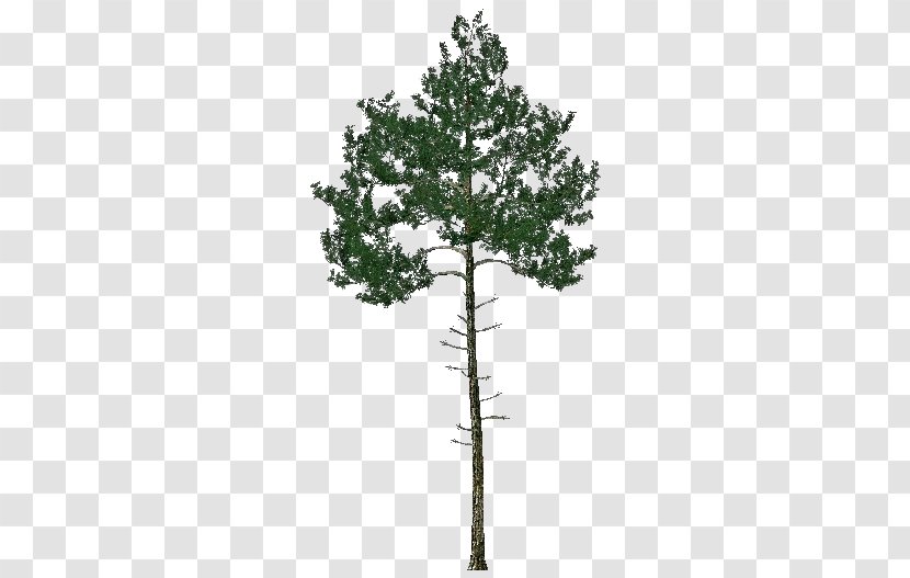 Pine Family Evergreen - Branch - Pinheiro Transparent PNG