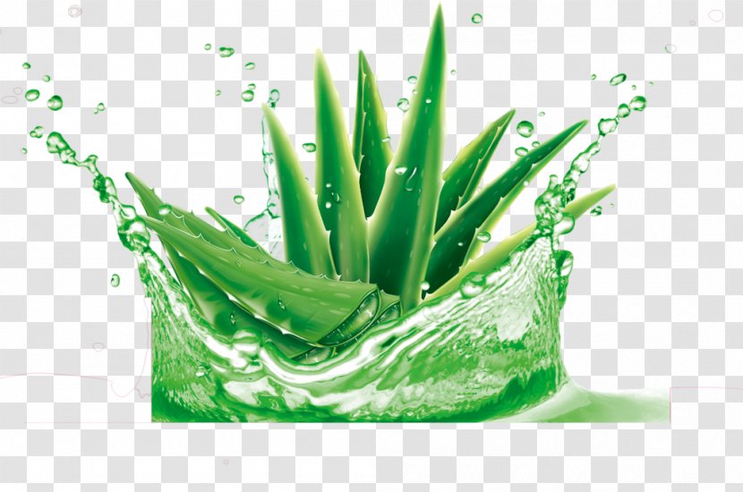 Aloe Vera Lotion Cream Gel Skin - Care - Alovera Transparency And Translucency Transparent PNG