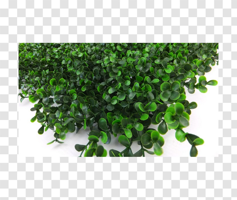 Hedge Garden Tile Terrace Shrub - Balcony Transparent PNG