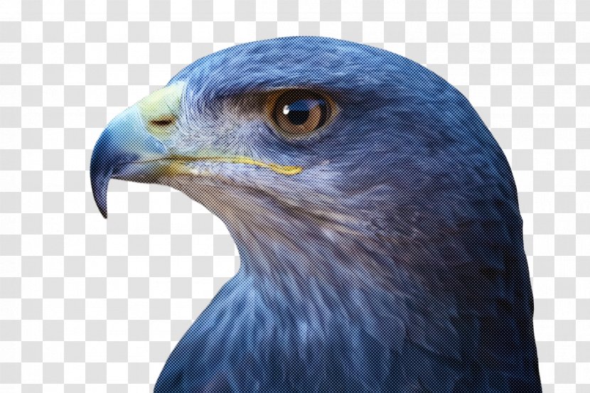 Bird Beak Eagle Accipitridae Of Prey - Hawk Blue Transparent PNG
