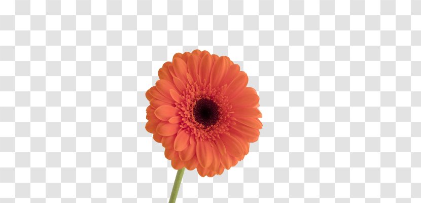 Transvaal Daisy Tulip Flower - Petal Transparent PNG